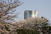 Mori tower and sherry Blossoms in the Aoyama cemetery at spring  Roppongi  Tokyo  Japan