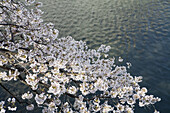 Sherry blossoms at Kitanomaru park in spring  Chiyoda-Ku  Tokyo  Japan