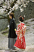 Traditional wedding photo in the castle park under the blossoming sherries constructed by the Kato Clan in 1607  City of Kumamoto  Island of Kyushu  Japan