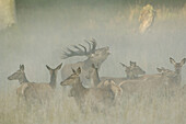 Red Deer (Cervus elaphus) with herd in mist