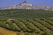 Spain_Cordoba_Andalusia_    the village of Espejo, surounded by olive trees.
