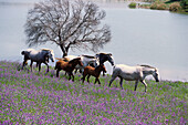 Horses, Los Alburejos. Jerez de la Frontera, Cadiz province, Andalucia, Spain