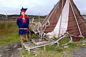 Sami (lapp) man and reindeer. Norway.