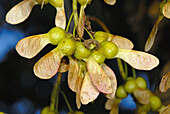 Maple fruits, Acer pseudoplatanus L., Aceraceae. Osseja. Languedoc Roussillon. Pyrenées orientales. France.