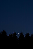 Moon over fir trees at night