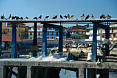 FISH MARKET QUAY CASCO VIEJO SANTA ANA PANAMA CITY REPUBLIC OF PANAMA