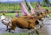 Water-buffalos races in Mekepung, area Jembrana, island Bali, Indonesia