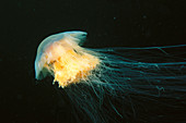 Lion's mane jellyfish (Cyanea capillata). Norway
