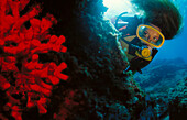Diver and Bryozoan (Myriapora truncata). Mediterranean Sea