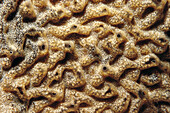 Tunicate (Trididemnum sp.). Galicia, Spain