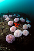 Sea Urchin (Echinus esculentus). Galicia, Spain