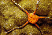 Brittle Star. Caribbean