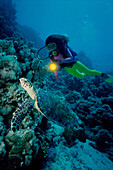 Diving, Red Sea