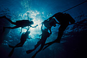 Diving. Red Sea