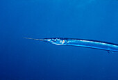 Garfish (Belone belone). Ria of Vigo, Galicia, Spain