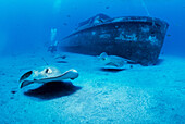 Diver and Common stingray (Dasyatis pastinaca). Galicia, Spain