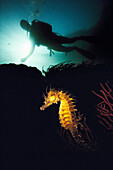 Diver and Seahorse (Hippocampus ramulosus). Galicia, Spain