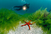 Diver, Seaweed (Ulva rigida) and Starfish (Echinaster sepositus). Galicia, Spain