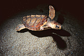 Loggerhead Sea Turtle (Caretta caretta). Galicia, Spain