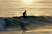 Surfer at sunset  rides the nose