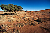 Tree in the Namib desert. Namib-Naukluft Park, Namibia
