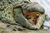 Nile Crocodile (Crocodylus niloticus). Masai Mara, Kenya