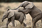 African Elephant (Loxodonta africana). Masai Mara National Reserve, Kenya