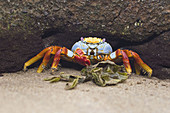 Sally lightfoot crab (Grapsus grapsus) in the litoral of the Galapagos Island Archipeligo, Ecuador.
