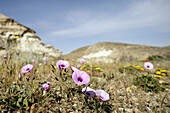 Punta de los Muertos. Parque Natural de Cabo de Gata-Nijar. Almería. Spain