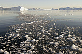 Icebergs from the Jacobshaven glacier. Isbrae. Ilulissat. Disko Bay. Greenland