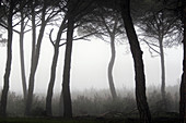 Pine tree forest at winter time at Doñana National Park. Sevilla_Huelva. Spain