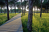 Pine tree forest at spring time at Doñana National Park. Sevilla_Huelva. Spain