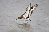 Black-tailed Godwits Limosa limosa