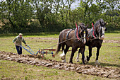 Ploughing with a pair of Shire Horses