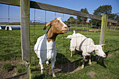 Boer Goat waiting for a Feed. Norfolk. UK.