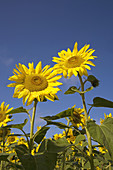 Sunflowers in Norfolk Farmland. UK.