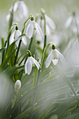 Snowdrops Galanthus nivalis