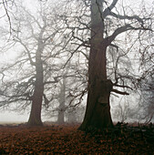 Winter mist in Ashridge park. Hertfordshire, England, UK