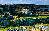 Kuh auf der Weide, Halbinsel Lettermullan, Connemara, Co. Galway, Irland, Europa