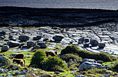 Eselherde vor einer Steinlandschaft im Burren an der Küste, County Clare, Irland, Europa