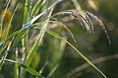 Reed with dew, Phragmites australis