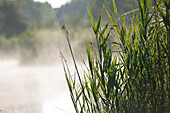 Reed in the morning mist, Phragmites australis
