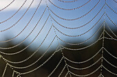 Tautropfen in Spinnennetz, Bayern, Deutschland