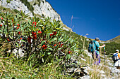 Mezereon berries, February Daphne, Daphne mezereum, Rofan Mountains, Alps, Austria