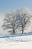 Oak tree in snow, winter landscape, Bavaria, Germany