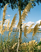 Birke und blühendes Schilfgras am Ufer des Wanaka Sees, Wanaka, Central Otago, Südinsel, Neuseeland