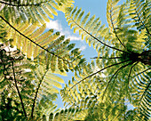 Low angle view at fern trees in the sunlight, Abel Tasman National Park, North Coast, South Island, New Zealand