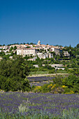 Booming lavender field in front of the village Sault, Vaucluse, Provence, France