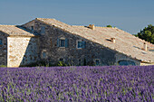 Blooming lavender field in front of country house, Alpes-de-Haute-Provence, Provence, France