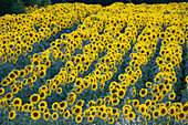 Blooming sunflower field, Alpes-de-Haute-Provence, Provence, France